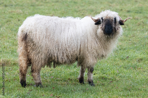 A white sheep with a black beak, nose and ears. Walliser schwarznase. Black nose sheep. Seen from the side and looks straight into the camera. Close-up.