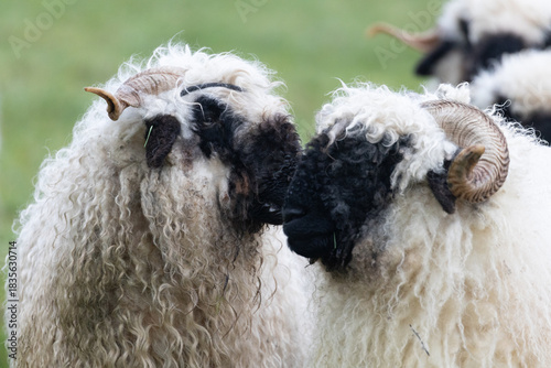 Portrait of two black nose sheep, nose to nose. Touching. Close-up and side view.  Walliser schwarznase