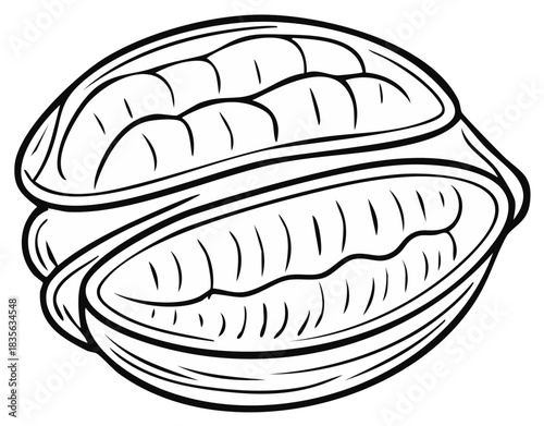 Opened cocoa pod illustration shows ripe cacao beans detail in a black and white line drawing