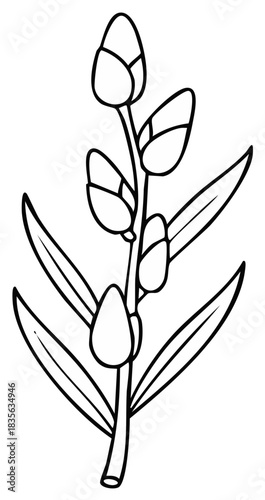 Hand drawn pussy willow branch with catkins and leaves, a black and white outline vector illustration