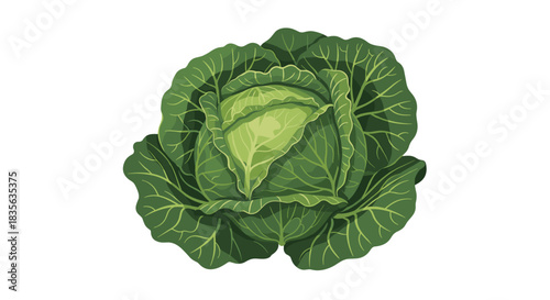 Fresh, crisp green cabbage head with detailed leafy textures, an illustration of a healthy vegetable isolated on a clean white background.
