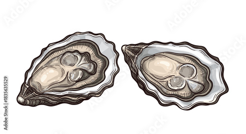 Detailed vintage-style drawing of two fresh open oysters on the half shell, a classic illustration of gourmet seafood and delicacies.
