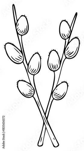 Outline drawing of two crossed pussy willow branches with buds