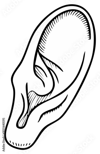 Detailed ear sketch artwork hearing and anatomy