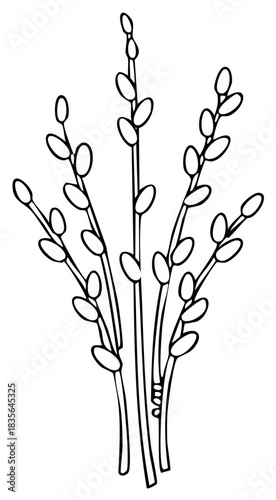 Pussy Willow Branches Outline Drawing Springtime Botanical Element