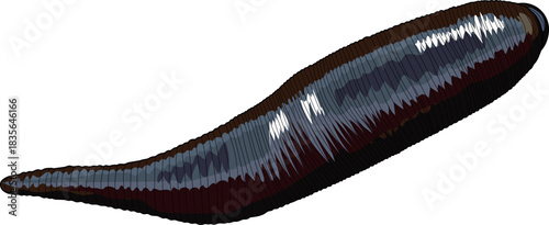 Leech isolated on white background