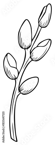 Stylized Willow Branch with Buds Line Art Illustration in Black and White