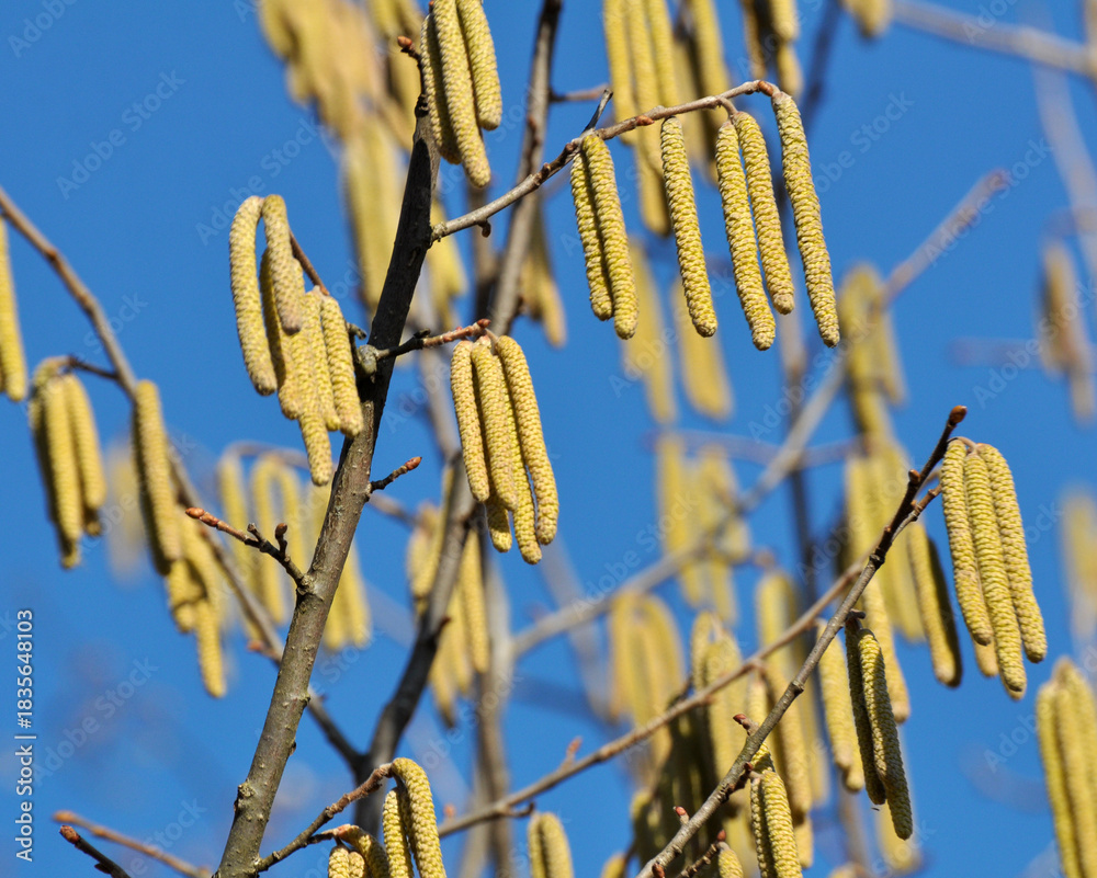 Fototapeta premium In the spring, hazel (Corylus avellana) blooms in the forest