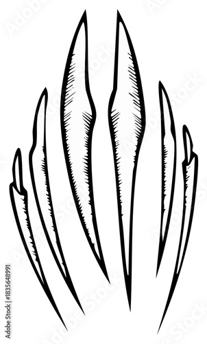 Sharp Claws of a Wild Animal Isolated on White Background