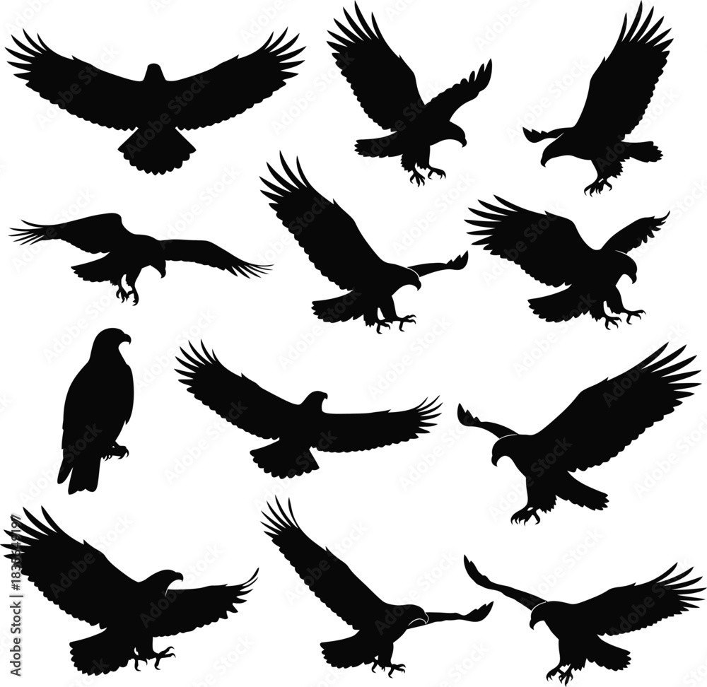 Obraz premium Eagle silhouettes collection diverse poses of birds in flight