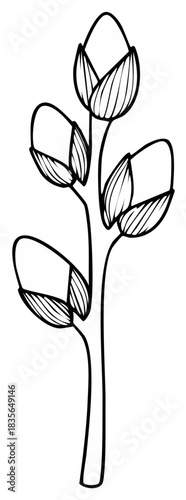 Stylized botanical illustration of a plant branch with developing leaf buds or unopened flowers