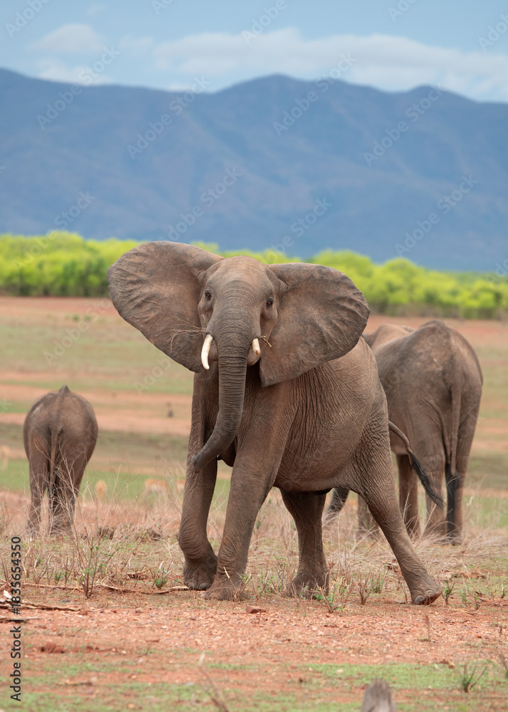 Fototapeta premium Curious Elephant