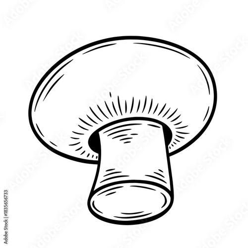 Hand drawn champignon mushroom, monochrome engraving, line art style vector illustration isolated on white background	
