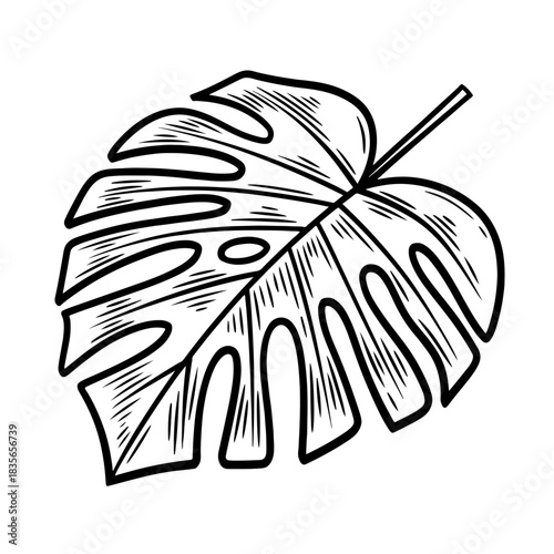 Hand drawn monstera leaf, monochrome engraving, line art style vector illustration isolated on white background	