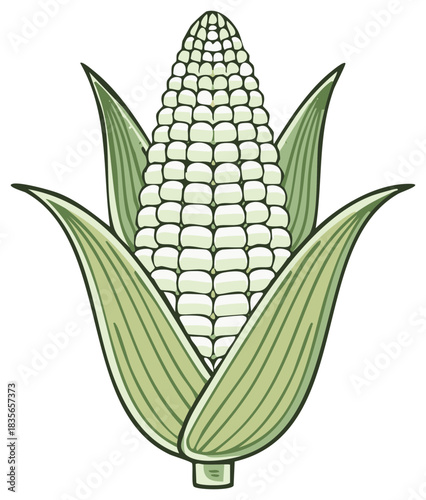 Cartoon Style Corn on the Cob with Green Husks Fresh Harvest from Farm