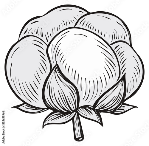 Cotton Plant Illustration Botanical Style Isolated Fluffy Flower Head Fiber Crop Natural Harvest Ingredient