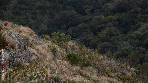Red flowers of Aechmea distichantha, spiny bromeliad , known as the Brazilian vaseplant, Mantiqueira Mountains Landscape