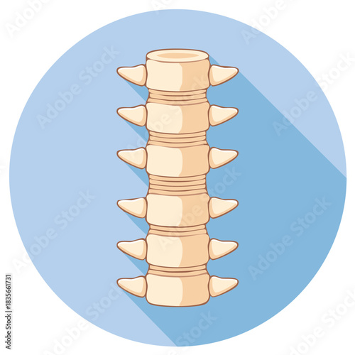 Human Vertebral Column Illustration Bone Spine Anatomy Drawing Light Blue Circle