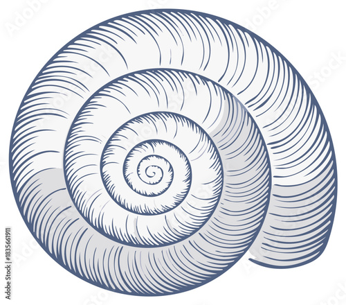 Close-up of a Nautilus Shell Spiral with Detailed Lines and Shading