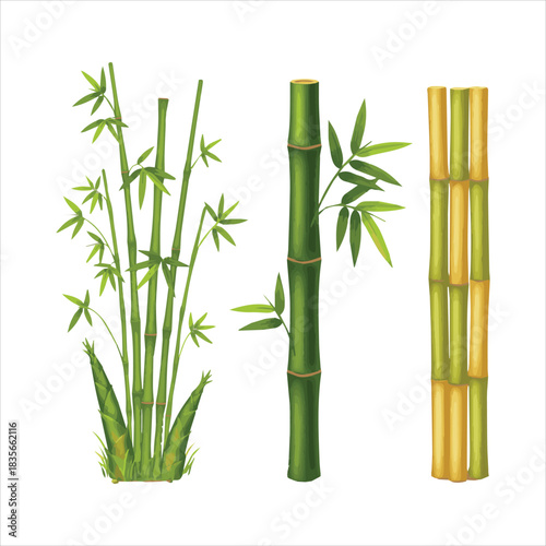 Illustration of various green bamboo plants and sturdy stalks Vector