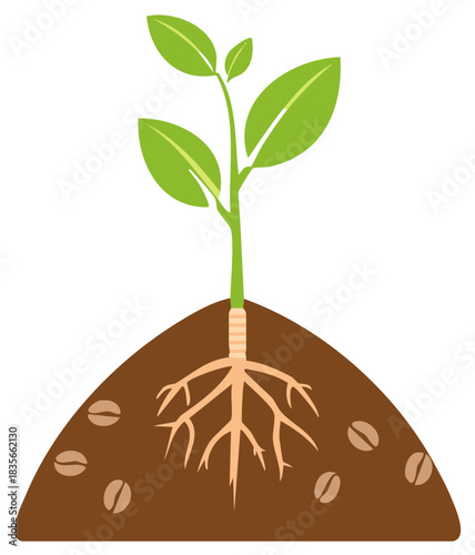 Green coffee plant seedling with roots in soil and beans symbolizing growth and development