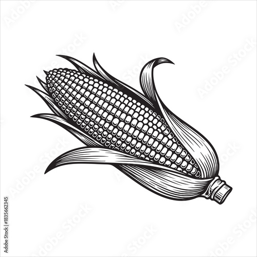 Vintage engraving of an ear of corn with husks, isolated on white Vector