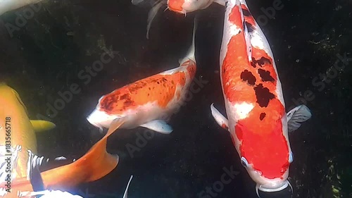 Group of Colorful Koi Fish Swimming and Feeding in a Dark Pond