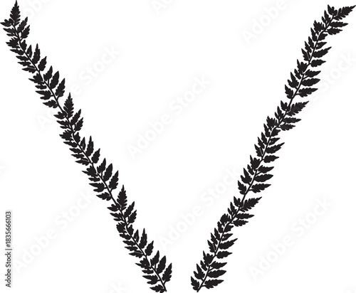 black fern leaves on white background clip art preview