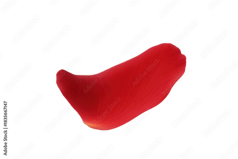 Fototapeta premium Single red rose petal falling, symbolizing romance, love, and passion, on a transparent background for easy use