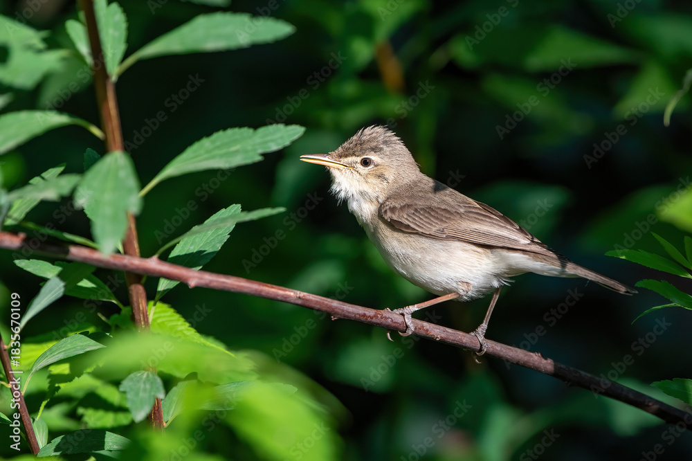 Fototapeta premium Olivaceous Warbler is on a branch