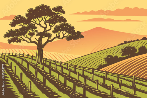 Rolling vineyards in Napa Valley California under evening light