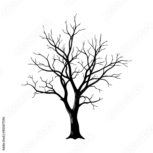 bare winter tree silhouette