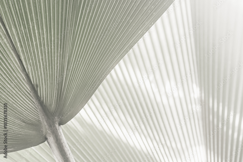 Obraz premium A close-up black-and-white image of pale palm leaves radiating from a central point creates a calm, minimalist composition. Demonstrating trendy white color of 2026 year - cloud dancer