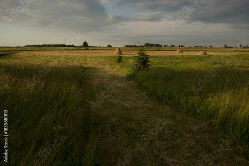 grass field 