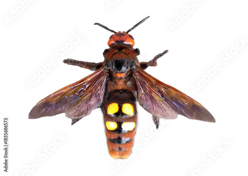 Macro shot of Mammoth Wasp Megascolia maculata isolated on white background, dorsal view of giant dangerous insect with distinct yellow spots on abdomen, detailed entomological specimen of wild nature
