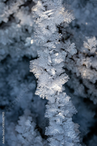 shiny crystals of cold transparent snowflakes and hoarfrost covering dry gras...