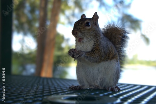 squirrel in the park