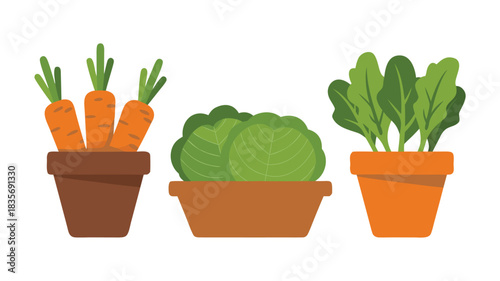 Potted Fresh Vegetables for Home Gardening