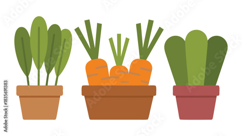 Cactus plant in a small potted flowerpot on a white background