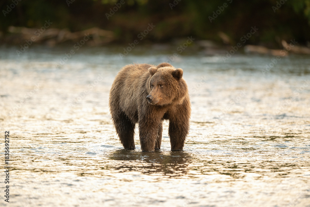 Fototapeta premium Alaskan brown bear searching for salmon in Brooks River at sunrise