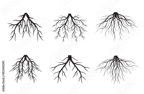 Set of Black Tree Roots. Outline Illustration and nature image.