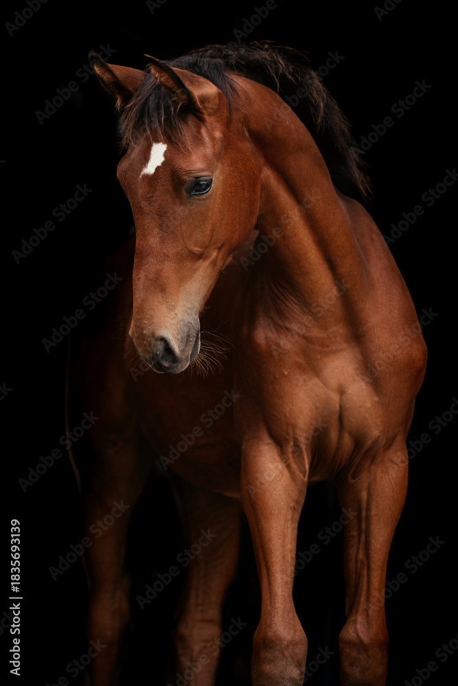 Obraz premium Springpferd Fohlen