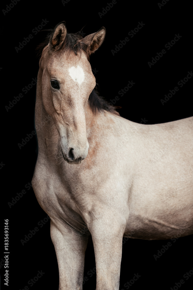 Fototapeta premium Springpferd Fohlen