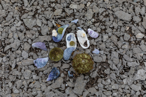 A Still Life of Shells and Rocks on the Rocky Beach of  Petite Ile au Marteau near Havre Saint Pierre, Quebec, Canada on the Saint Lawrence River on an Autumn Day