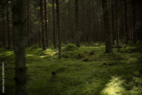 Pine forest with green moss on the ground natural lit light 