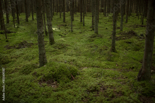 Pine forest with green moss on the ground natural lit light 