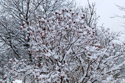 Viburnum bush under white snow