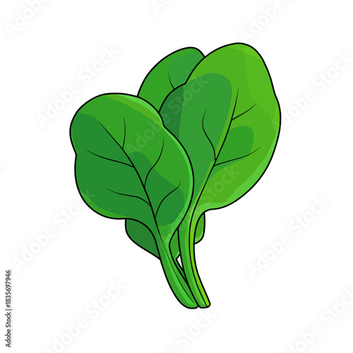 Fresh spinach leaves illustration against white background for healthy eating