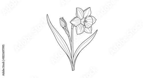 Elegant black and white line art illustration of a daffodil flower and bud on a single stem with long graceful leaves design.
