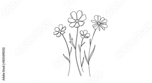 Simple minimalist line art illustration of elegant cosmos flowers with tall stems blooming gently on a white background.